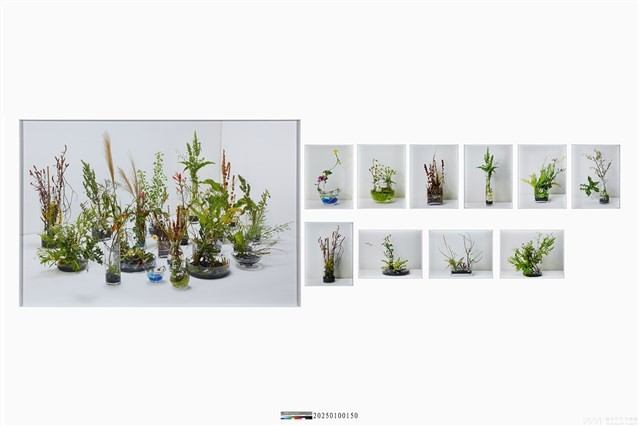 荒地計畫：為我插一盆花藏品圖，第1張