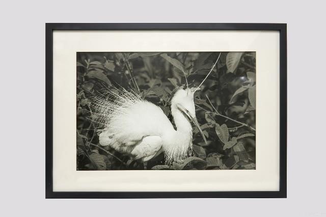 白鷺人家系列藏品圖，第5張