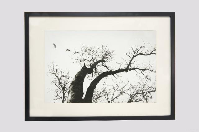 白鷺人家系列藏品圖，第4張