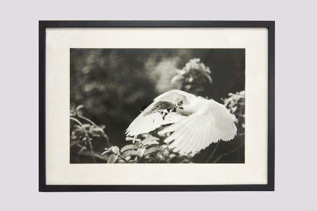 白鷺人家系列藏品圖，第3張