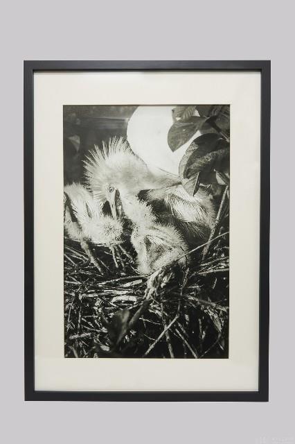 白鷺人家系列藏品圖，第6張