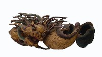 鰲魚托木藏品圖，第2張