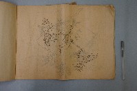 刺繡紋樣畫稿藏品圖，第3張