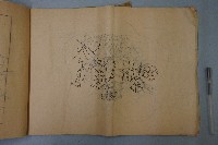 刺繡紋樣畫稿藏品圖，第6張