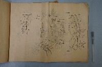 刺繡紋樣畫稿藏品圖，第8張