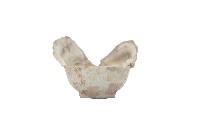 白瓷杯(海撈瓷器)藏品圖，第2張