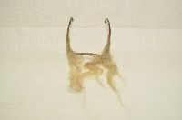 鬍鬚佩件藏品圖，第8張