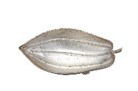 錦綾堂款銀製木瓜形皿藏品圖，第1張