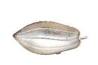 錦綾堂款銀製木瓜形皿藏品圖，第1張