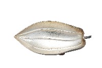 錦綾堂款銀製木瓜形皿藏品圖，第1張