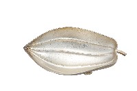 錦綾堂款銀製木瓜形皿藏品圖，第1張