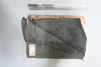 䜵詩正本藏品圖，第1張