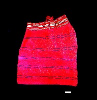 泰雅族織品橫紋披肩藏品圖，第1張
