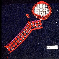 排灣族織紋深色長衣藏品圖，第2張