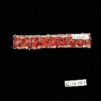 排灣族刺繡布
藏品圖，第3張