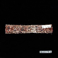 排灣族刺繡布
藏品圖，第5張