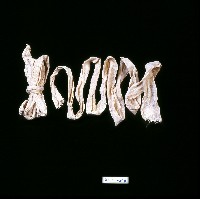 素面纏裹腳長條布藏品圖，第1張