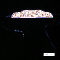 淺色布面繡樣眉勒藏品圖，第1張