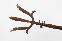 宋江陣武器藏品圖，第5張