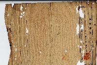 昭和十五年地圖謄本藏品圖，第1張