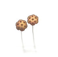 金屬製蓮藕型髮釵藏品圖，第1張