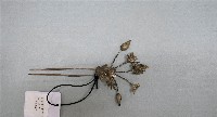 髮釵藏品圖，第1張