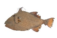 達悟族剝皮魚藏品圖，第1張