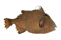 達悟族剝皮魚藏品圖，第2張