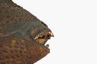 達悟族剝皮魚藏品圖，第3張