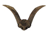 達悟族羊角藏品圖，第1張