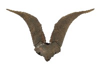 達悟族羊角藏品圖，第2張