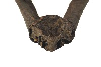 達悟族羊角藏品圖，第3張