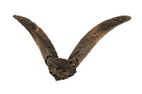 達悟族羊角藏品圖，第1張