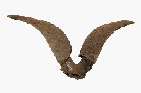 達悟族羊角藏品圖，第2張