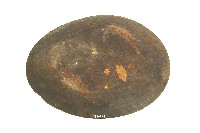 達悟族木盤藏品圖，第2張