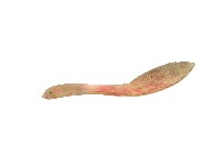 卑南族湯匙藏品圖，第1張