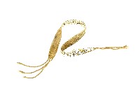 賽夏族瓷扣貝殼頭帶藏品圖，第2張