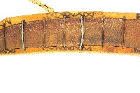 賽夏族金屬佩刀藏品圖，第2張