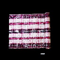 賽夏族厚格子布藏品圖，第1張