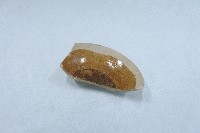 芒口棕褐釉小盤殘片藏品圖，第1張