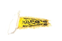 八家將衣飾之下身衣物藏品圖，第1張