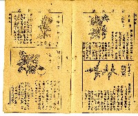 和漢草名對照表藏品圖，第3張