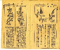和漢草名對照表藏品圖，第4張