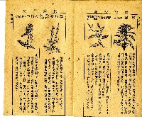 和漢草名對照表藏品圖，第5張