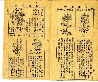 和漢草名對照表藏品圖，第6張