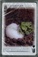 南路鷹工作室認識蛙類撲克牌藏品圖，第4張