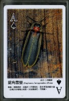 認識螢火蟲主題撲克牌藏品圖，第4張