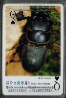 南路鷹工作室認識鍬形蟲撲克牌藏品圖，第4張