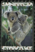 澳洲野生動物英文字樣撲克牌藏品圖，第3張