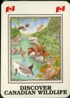發現加拿大的野生動物英文字樣撲克牌藏品圖，第3張